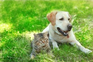 dogfood catfood netsuite erp crm food industry manufacturing cloud accounting