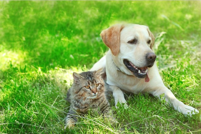 De Haan Petfood optimaliseert haar bedrijfsvoering met NetSuite FoodQloud