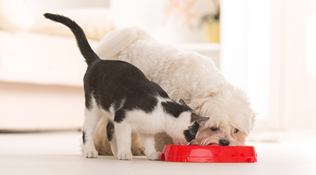 petfood netsuite project reference